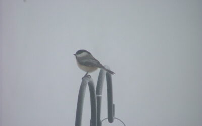 February Pause and Recalibrate